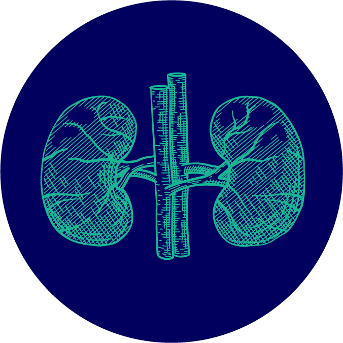 Kidney