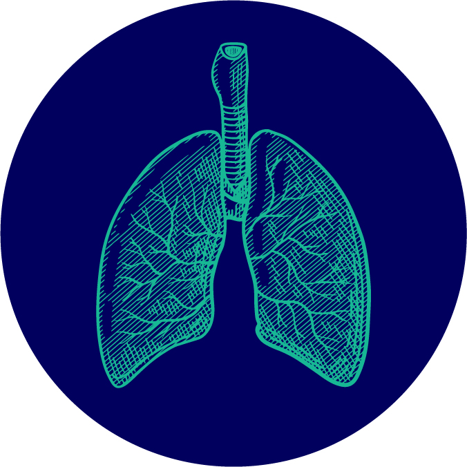 Lungs